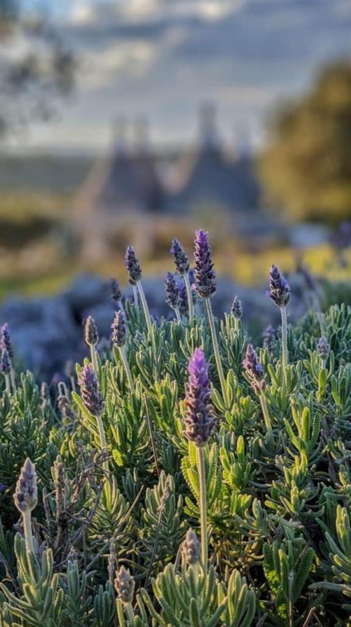 Trulli Apulia- Valle D'Itria- Martina Franca Exteriér fotografie